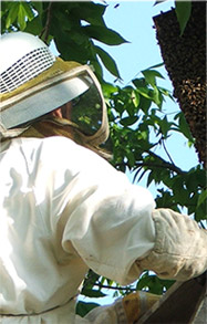 bee catcher in gear