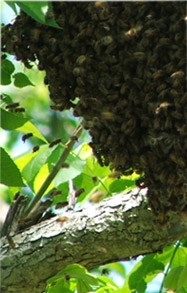 beehive community